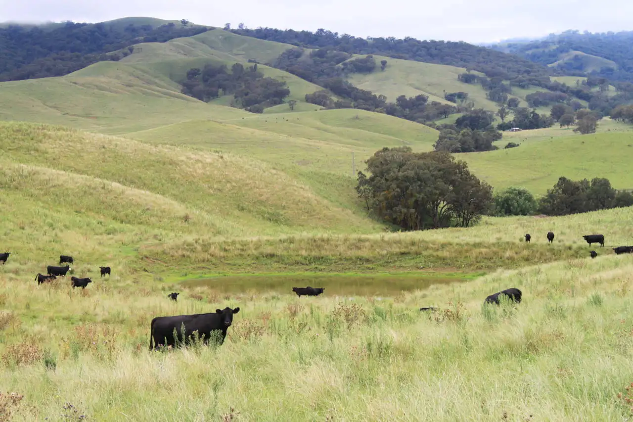Main view of Homely rural property listing, 1 One Tree, Timor NSW 2338