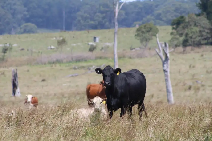 Main view of Homely rural property listing, 1220 Scrub Road, Tenterfield NSW 2372