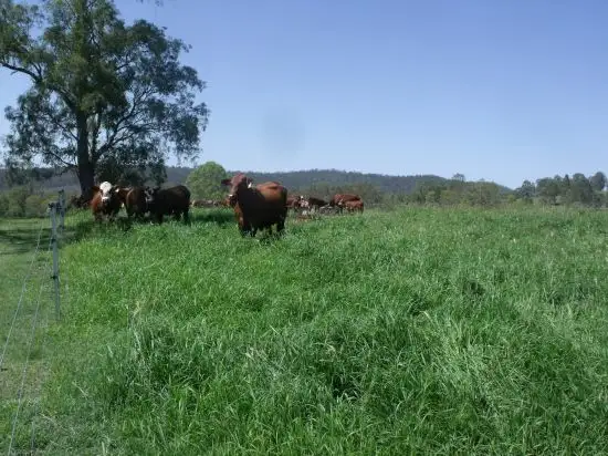 Fifth view of Homely rural property listing, 283 Rodgers Road, Tabulam NSW 2469