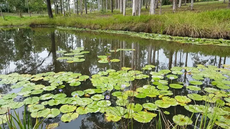 Third view of Homely land listing, Lot 79 Cliff Jones Road, Curra QLD 4570