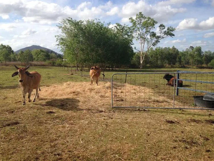 Sixth view of Homely rural property listing, 16 Austin Drive, Eton QLD 4741