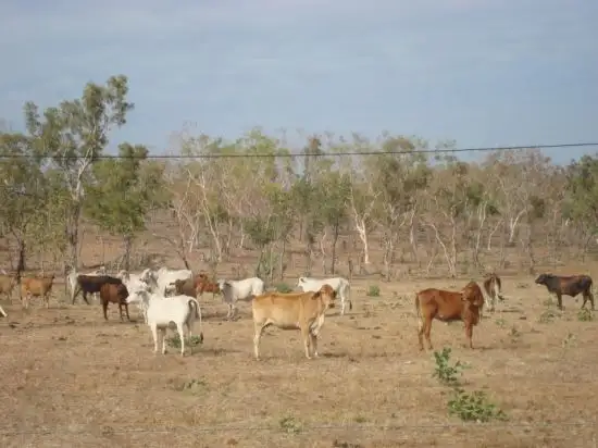 Fifth view of Homely rural property listing, 218 HUNDRED OF HOWARD -STUART HIGHWAY, Adelaide River NT 846