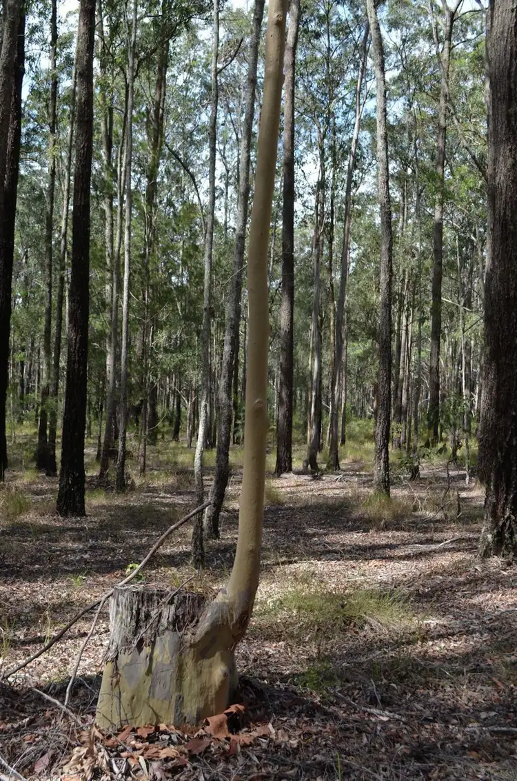 Fifth view of Homely rural property listing, Woodlands Road, Nabiac NSW 2312