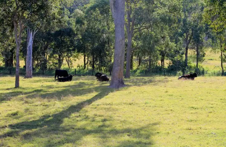 Fifth view of Homely rural property listing, Lot2 Old Cob O Corn Road, Kyogle NSW 2474