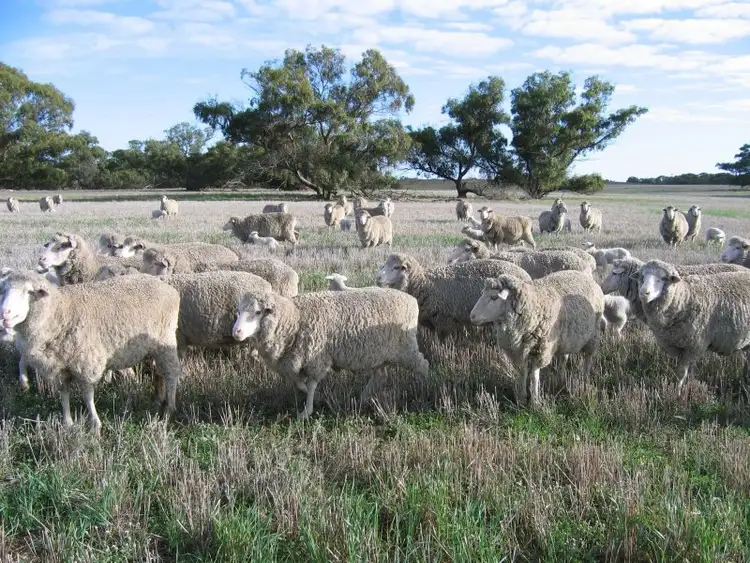 Third view of Homely rural property listing, Coomandook SA 5261