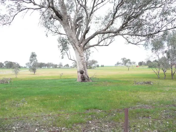 Main view of Homely rural property listing, 135 Thomas Street, Gerogery NSW 2642