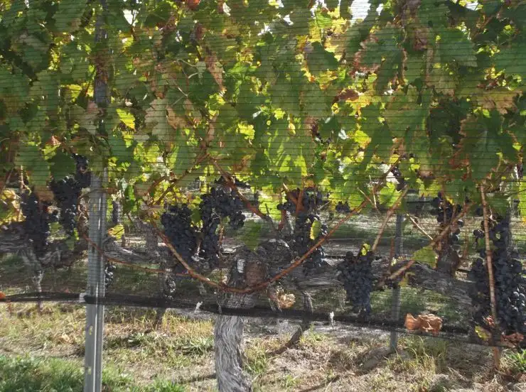 Second view of Homely rural property listing, Address available on request