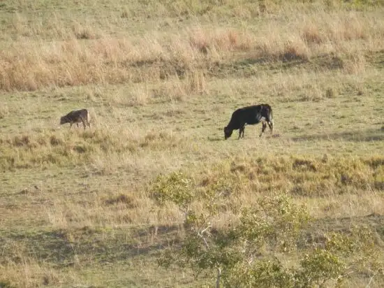 Third view of Homely rural property listing, 14 Chauvel Road, Tabulam NSW 2469