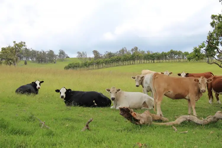 11179 Bruxner Highway, Tenterfield NSW 2372