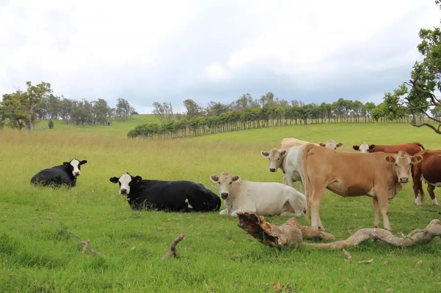 Main view of Homely rural property listing, 11179 Bruxner Highway, Tenterfield NSW 2372