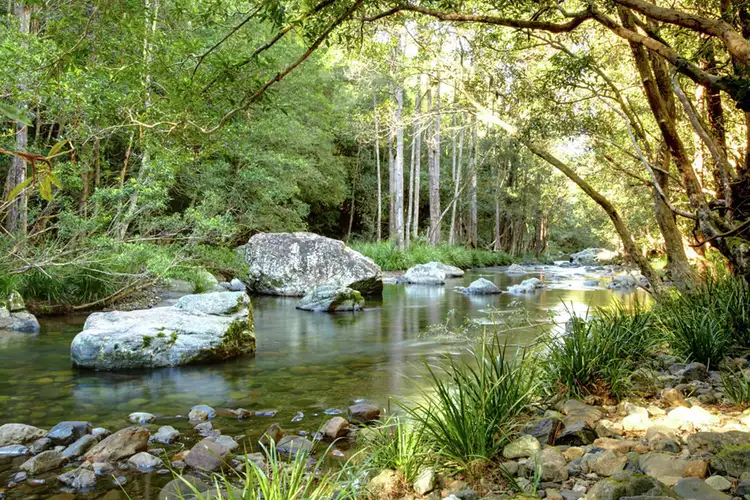 45 Little North Arm Road, Thora, Bellingen NSW 2454