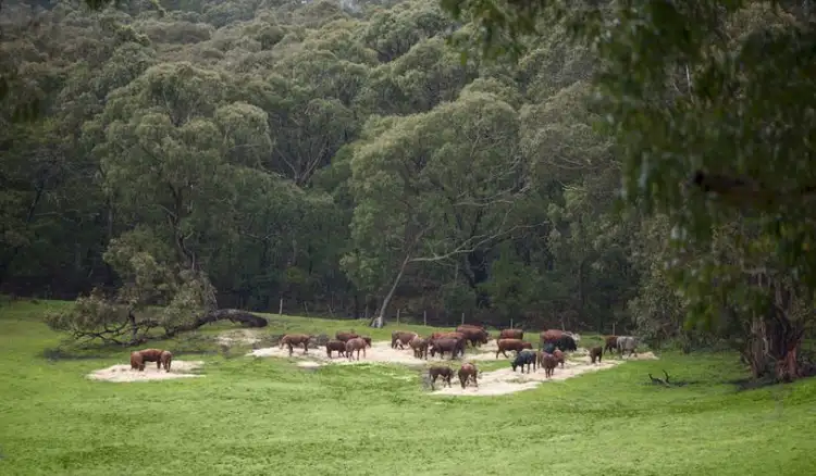 Sixth view of Homely rural property listing, 170 Caspers Access, Forrest VIC 3236