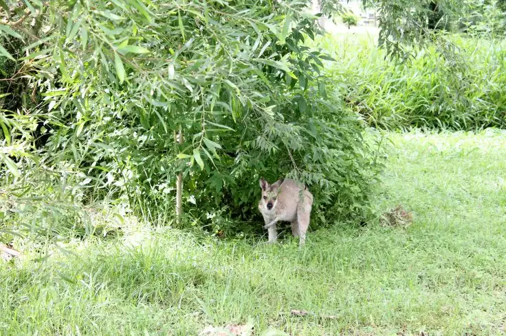 Fifth view of Homely rural property listing, 707 Ghinni Ghi Road, Kyogle NSW 2474