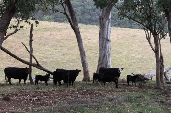 Fifth view of Homely rural property listing, 1 Glen Dyne Upper Rouchel Road, Rouchel NSW 2336