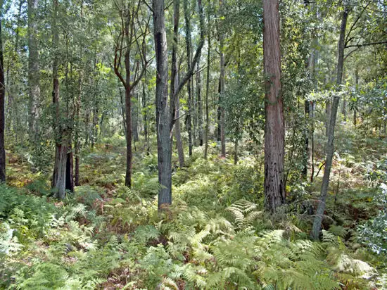 Sixth view of Homely rural property listing, 22 Giribil Track, Bucketty NSW 2250