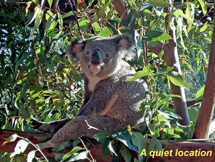 4 Warren Court, Aroona QLD 4551