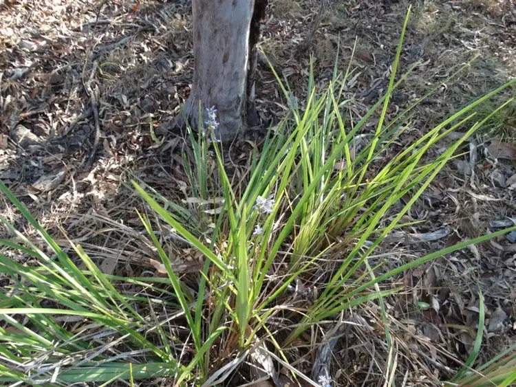 Seventh view of Homely rural property listing, Lot 49 Kirkpatrick Road, Euleilah QLD 4674