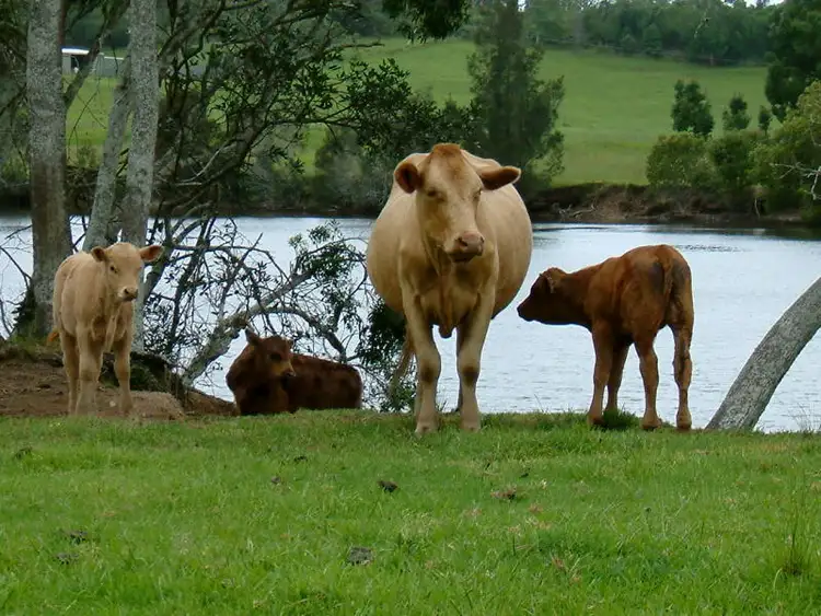 400 Wilson Road, Macksville NSW 2447