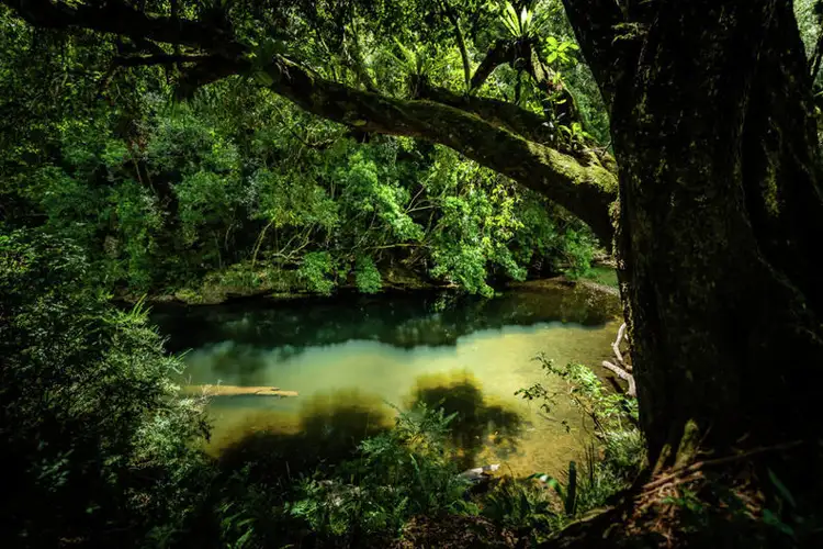 Fourth view of Homely rural property listing, 1690 Kalang, Bellingen NSW 2454