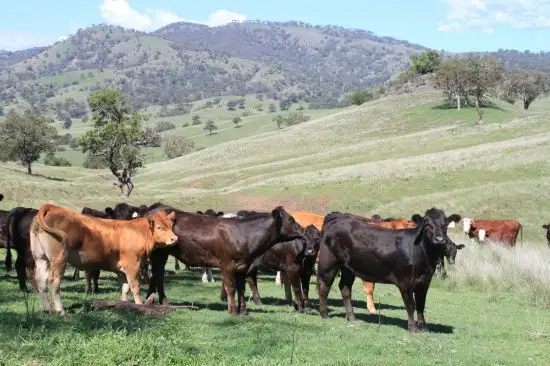 Seventh view of Homely rural property listing, 1 Kuloo Waverley Road, Scone NSW 2337