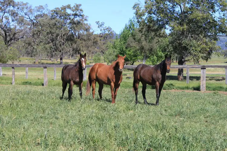 Fourth view of Homely rural property listing, 1 Dalmore Stud, Scone NSW 2337