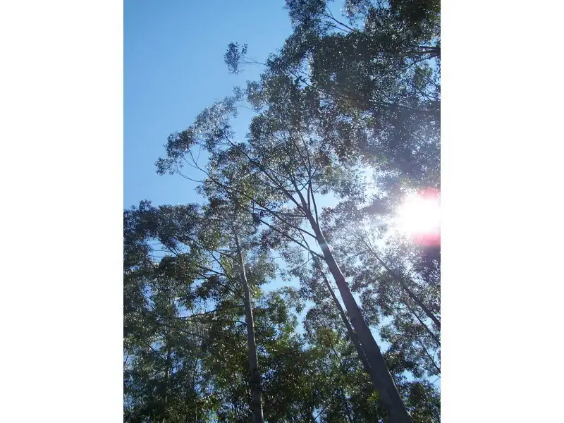 Main view of Homely rural property listing, Lot 9 Candoormakh Creek Road, Nabiac NSW 2312