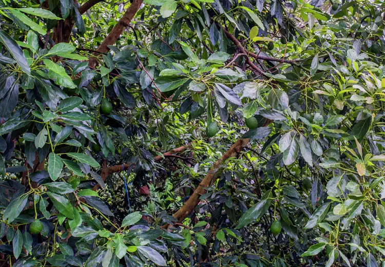 Sixth view of Homely house listing, 105 Kethels Road, Bellingen NSW 2454