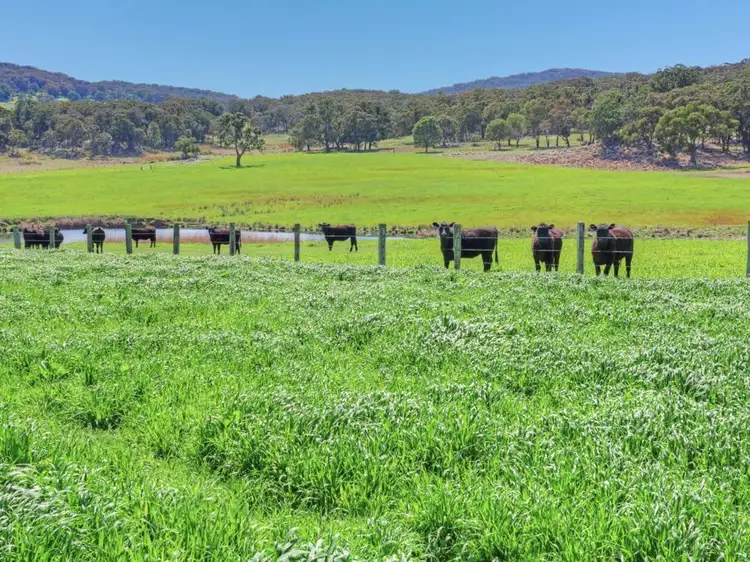 Fourth view of Homely rural property listing, 603 Snakes Valley Road, Tenterfield NSW 2372