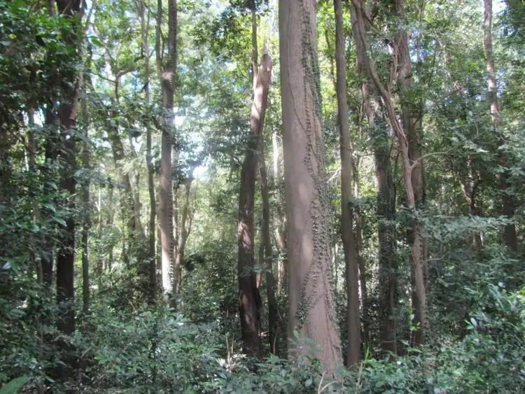 Second view of Homely rural property listing, Lot 87 Mitchell Road, Mount Maria QLD 4674