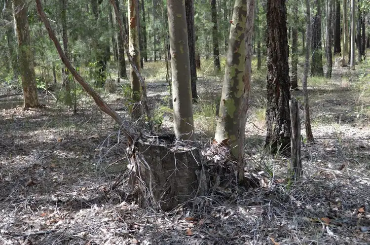 Sixth view of Homely rural property listing, Woodlands Road, Nabiac NSW 2312