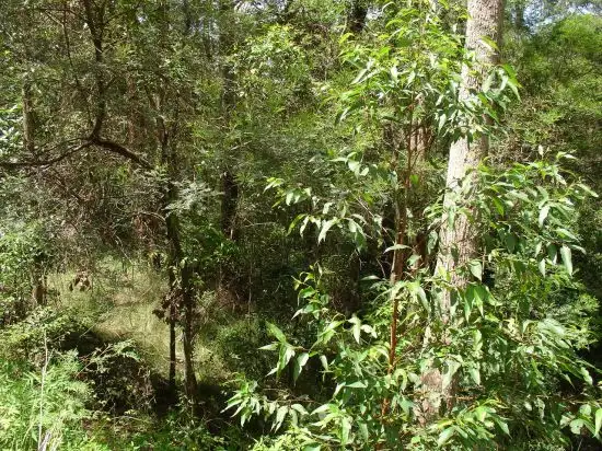 Fifth view of Homely land listing, 211 LONG GULLY ROAD, Drake NSW 2469