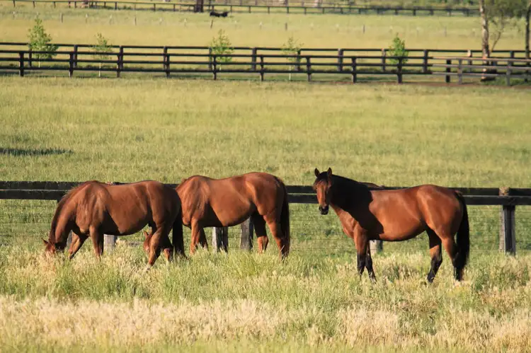 Fifth view of Homely rural property listing, 1 Dalmore Stud, Scone NSW 2337