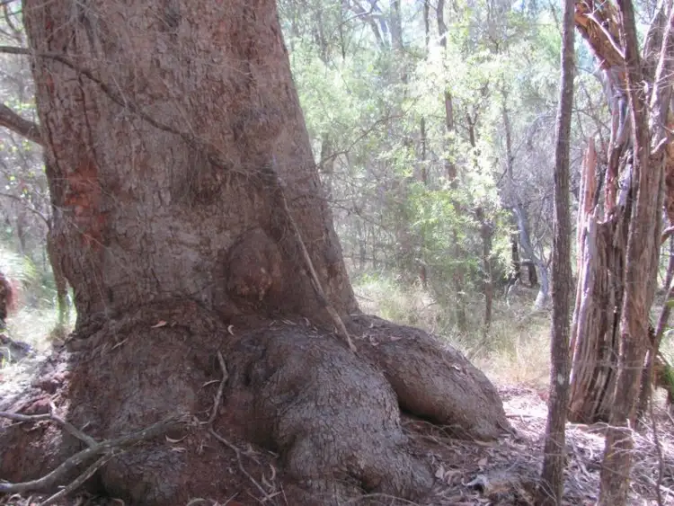 Fifth view of Homely rural property listing, Lot 77 Pacific Drive, Deepwater QLD 4674