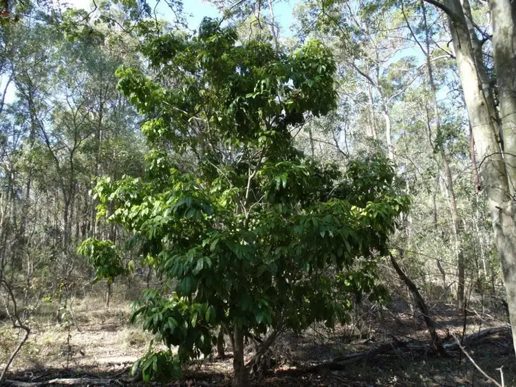 Seventh view of Homely rural property listing, 1085 Coast Road, Baffle Creek QLD 4674