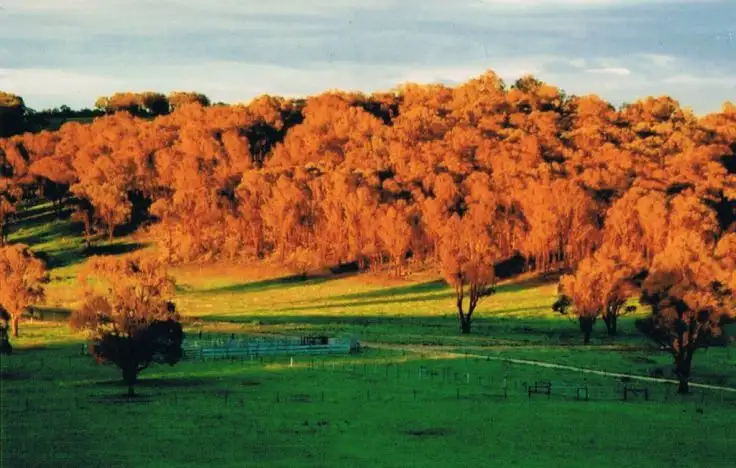 524 Westbrook  Road, Guyra NSW 2365