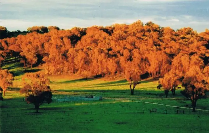 Main view of Homely rural property listing, 524 Westbrook  Road, Guyra NSW 2365