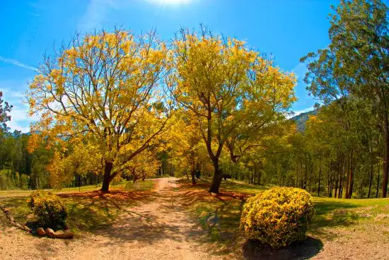 Main view of Homely rural property listing, 1021e Long Gully Rd, Drake NSW 2469