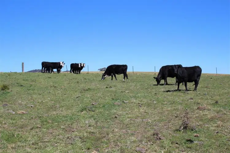 Sixth view of Homely rural property listing, 157 Nutshell Road, Tenterfield NSW 2372