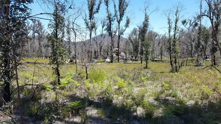 Fifth view of Homely rural property listing, 996 Mount Mitchell Road, Backwater NSW 2365