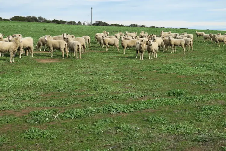 Fifth view of Homely rural property listing, Lot 13a Cape Clear Illabarook Rd, Illabarook VIC 3351