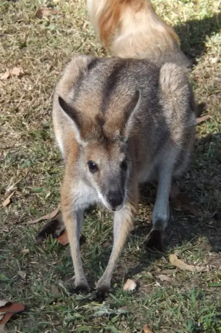 Second view of Homely rural property listing, Lot 14 Mud Flat Rd, Drake NSW 2469