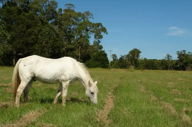 Second view of Homely rural property listing, 226 Jilliby Road, Jilliby NSW 2259