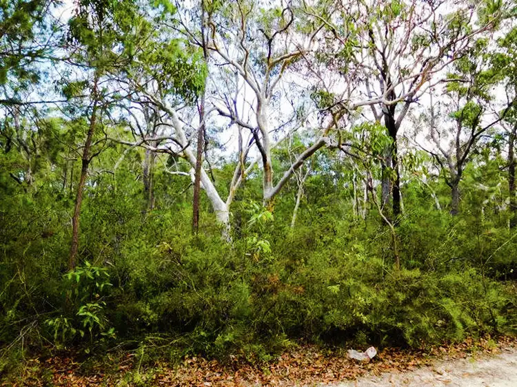 Main view of Homely land listing, 538 Bushells Ridge Road, Wyee NSW 2259