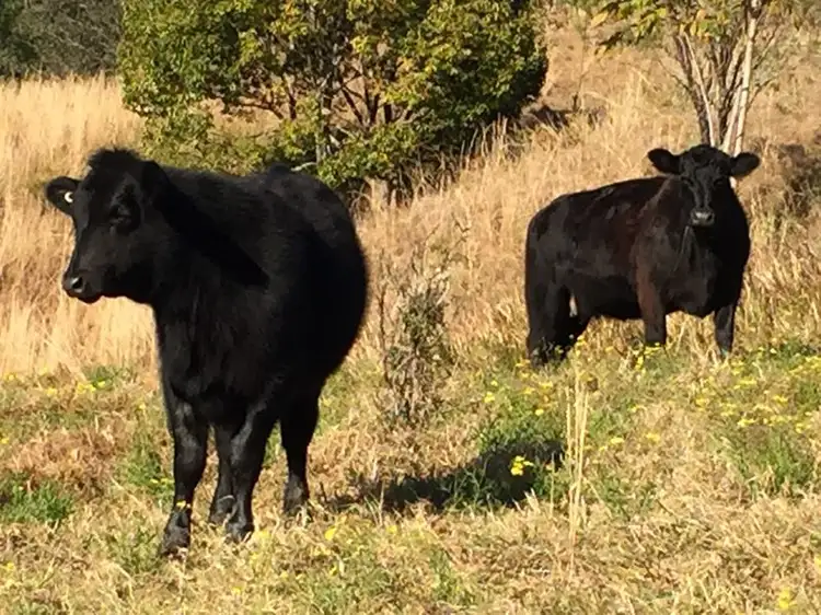 Sixth view of Homely rural property listing, 3 Rose Hill Lane, Yarramalong NSW 2259