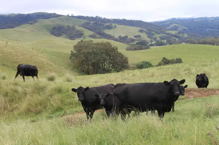 Sixth view of Homely rural property listing, 1 One Tree, Timor NSW 2338