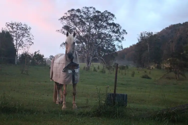 Second view of Homely rural property listing, 428 Kindee Road, Kindee NSW 2446