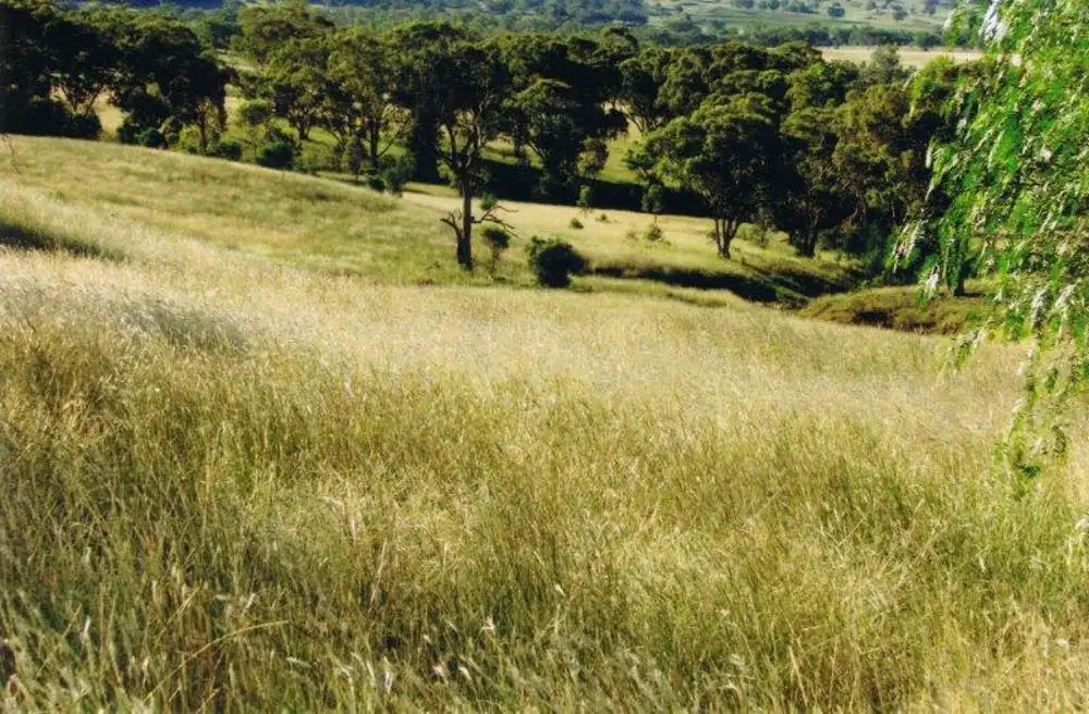 Main view of Homely rural property listing, MOUNTVIEW, Currabubula, Tamworth NSW 2340