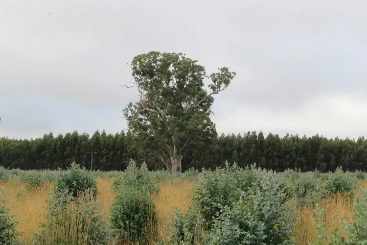 Main view of Homely rural property listing, McCutcheons Road, Cavendish VIC 3314