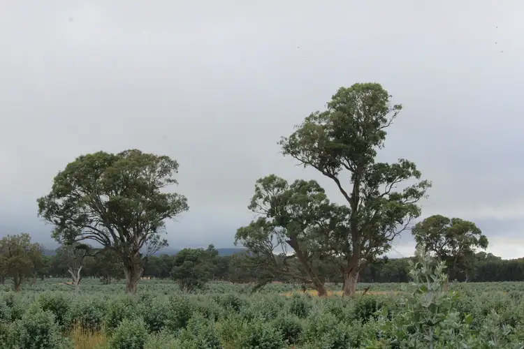 Second view of Homely rural property listing, McCutcheons Road, Cavendish VIC 3314