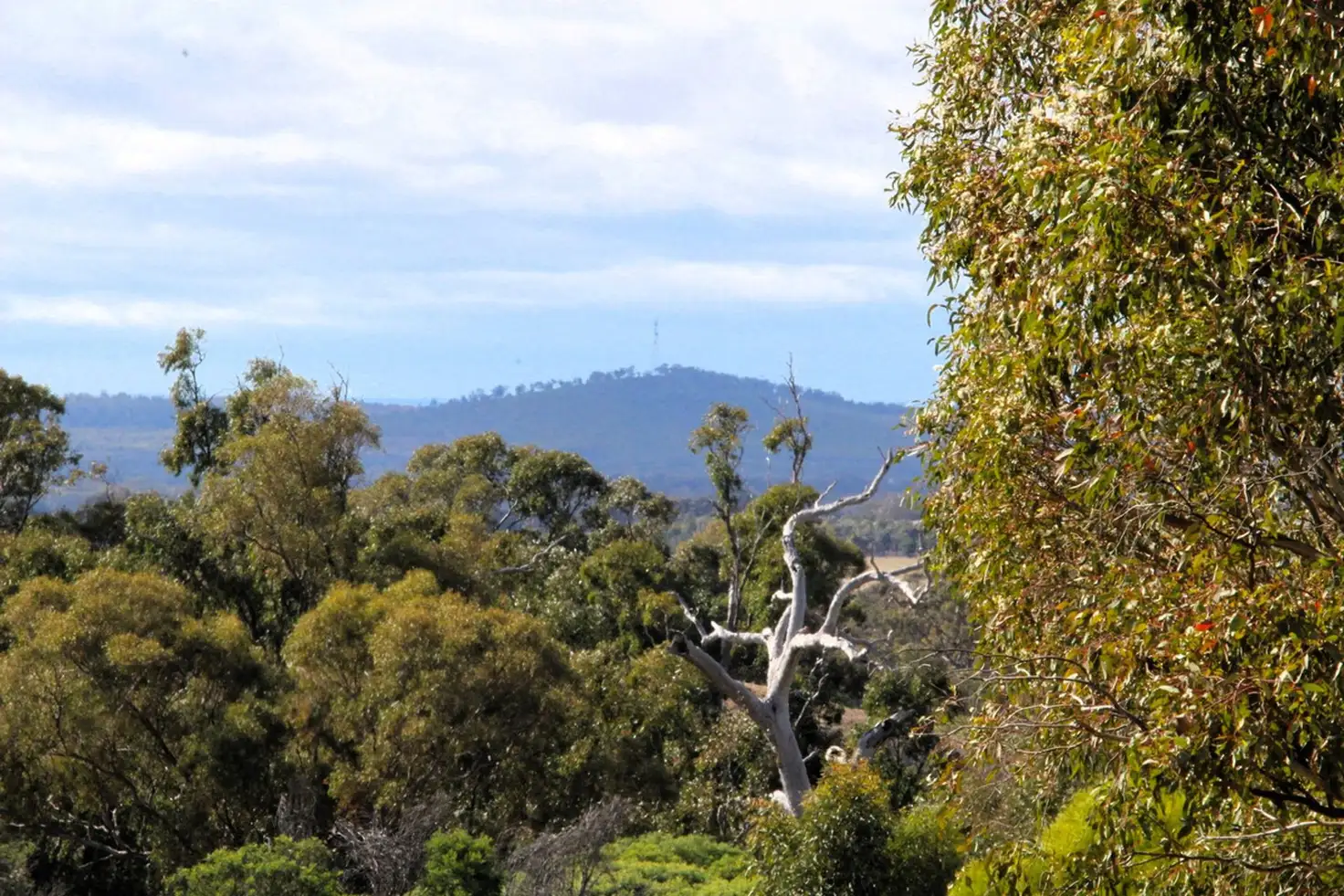Main view of Homely rural property listing, 5 Wedderburn Serpentine Road, Glenalbyn VIC 3517